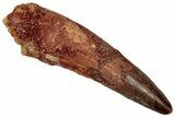 Fossil Spinosaurus Tooth - Real Dinosaur Tooth #353096-1